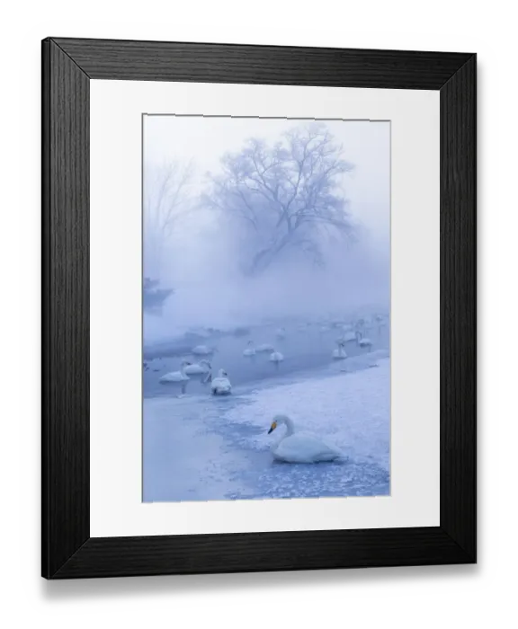 Framed Print : Asia, Japan, Hokkaido, Lake Kussharo, whooper swan, Cygnus cygnus Framed Print : Asia, Japan, Hokkaido, Lake Kussharo, whooper swan, Cygnus cygnus