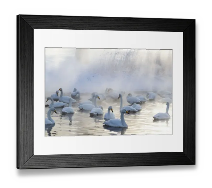 Framed Print : Asia, Japan, Hokkaido, Lake Kussharo, whooper swan, Cygnus cygnus Framed Print : Asia, Japan, Hokkaido, Lake Kussharo, whooper swan, Cygnus cygnus