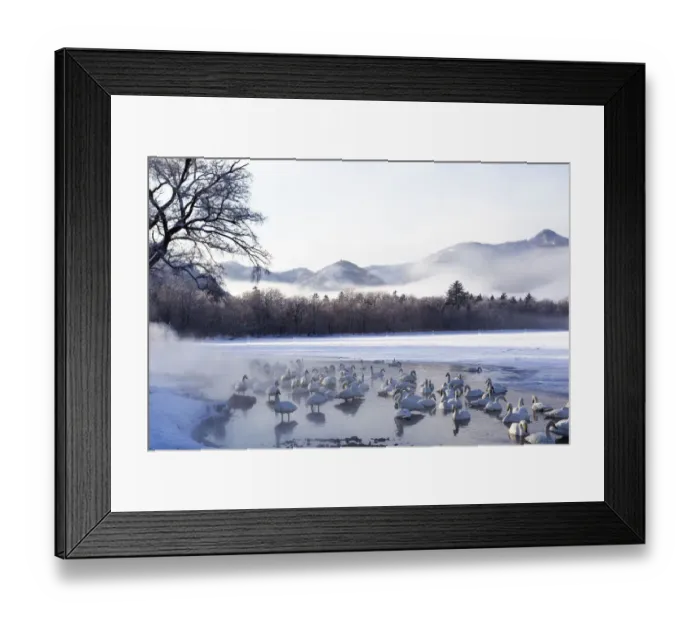 Framed Print : Asia, Japan, Hokkaido, Lake Kussharo, whooper swan, Cygnus cygnus Framed Print : Asia, Japan, Hokkaido, Lake Kussharo, whooper swan, Cygnus cygnus