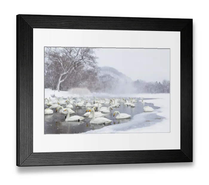 Framed Print : Asia, Japan, Hokkaido, Lake Kussharo, whooper swan, Cygnus cygnus