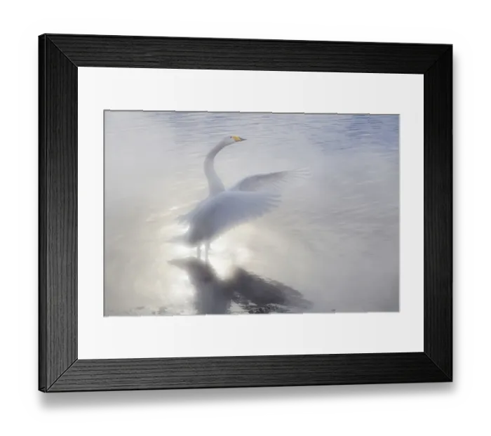 Framed Print : Asia, Japan, Hokkaido, Lake Kussharo, whooper swan, Cygnus cygnus Framed Print : Asia, Japan, Hokkaido, Lake Kussharo, whooper swan, Cygnus cygnus