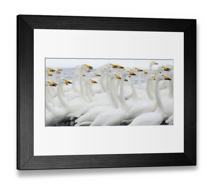 Framed Print : Asia, Japan, Hokkaido, Lake Kussharo, whooper swan, Cygnus cygnus Framed Print : Asia, Japan, Hokkaido, Lake Kussharo, whooper swan, Cygnus cygnus