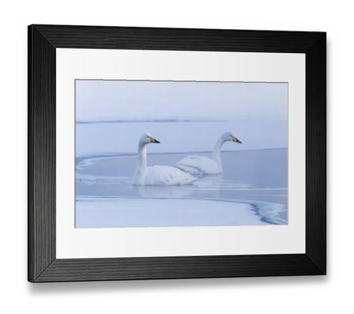Framed Print : Asia, Japan, Hokkaido, Lake Kussharo, whooper swan, Cygnus cygnus Framed Print : Asia, Japan, Hokkaido, Lake Kussharo, whooper swan, Cygnus cygnus