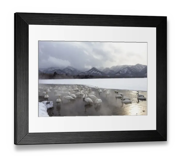 Framed Print : Asia, Japan, Hokkaido, Lake Kussharo, whooper swan, Cygnus cygnus