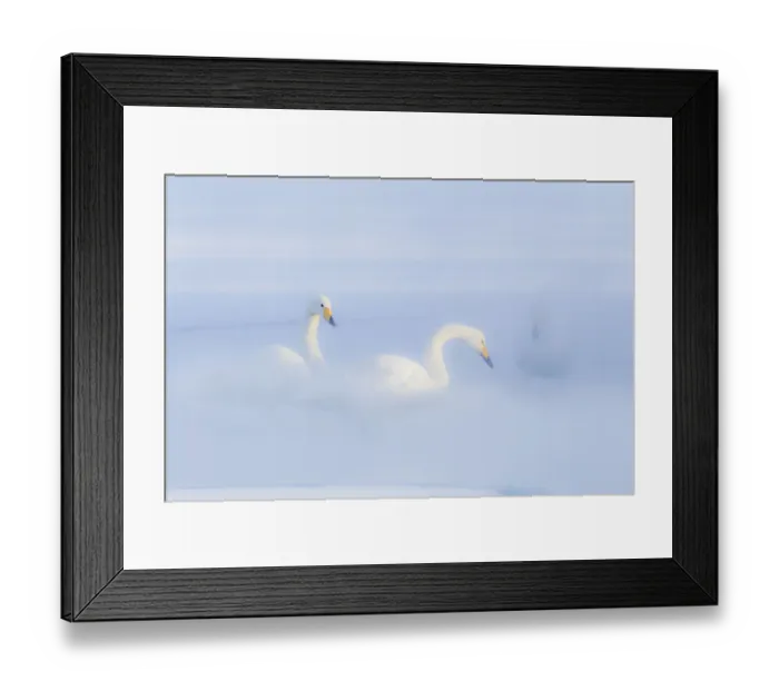 Framed Print : Asia, Japan, Hokkaido, Lake Kussharo, whooper swan, Cygnus cygnus