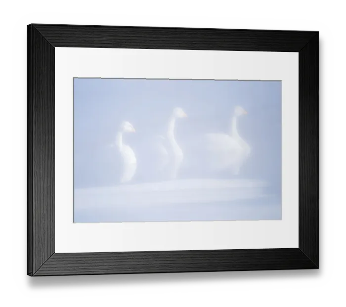 Framed Print : Asia, Japan, Hokkaido, Lake Kussharo, whooper swan, Cygnus cygnus Framed Print : Asia, Japan, Hokkaido, Lake Kussharo, whooper swan, Cygnus cygnus