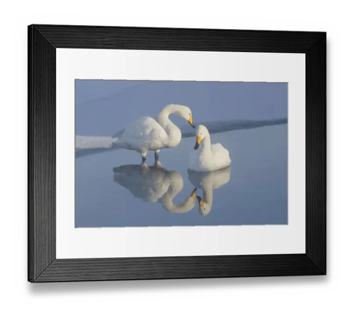 Framed Print : Asia, Japan, Hokkaido, Lake Kussharo, whooper swan, Cygnus cygnus Framed Print : Asia, Japan, Hokkaido, Lake Kussharo, whooper swan, Cygnus cygnus