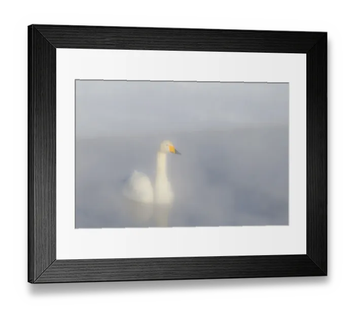 Framed Print : Asia, Japan, Hokkaido, Lake Kussharo, whooper swan, Cygnus cygnus Framed Print : Asia, Japan, Hokkaido, Lake Kussharo, whooper swan, Cygnus cygnus
