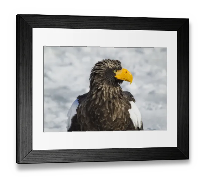 Framed Print : Asia, Japan, Hokkaido, Rausu, Stellers sea eagle, Haliaeetus pelagicus Framed Print : Asia, Japan, Hokkaido, Rausu, Stellers sea eagle, Haliaeetus pelagicus