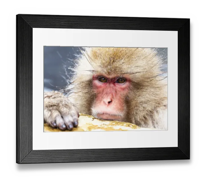 Framed Print : Asia, Japan, Nagano, Jigokudani Yaen Koen, Snow Monkey Park, Japanese macaque
