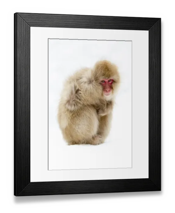 Framed Print : Asia, Japan, Nagano, Jigokudani Yaen Koen, Snow Monkey Park, Japanese macaque
