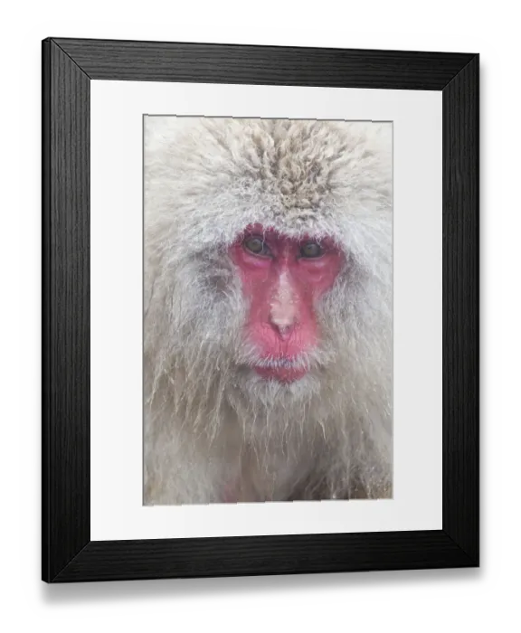 Framed Print : Asia, Japan, Nagano, Jigokudani Yaen Koen, Snow Monkey Park, Japanese macaque Framed Print : Asia, Japan, Nagano, Jigokudani Yaen Koen, Snow Monkey Park, Japanese macaque