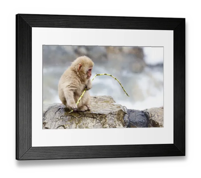 Framed Print : Asia, Japan, Nagano, Jigokudani Yaen Koen, Snow Monkey Park, Japanese macaque Framed Print : Asia, Japan, Nagano, Jigokudani Yaen Koen, Snow Monkey Park, Japanese macaque