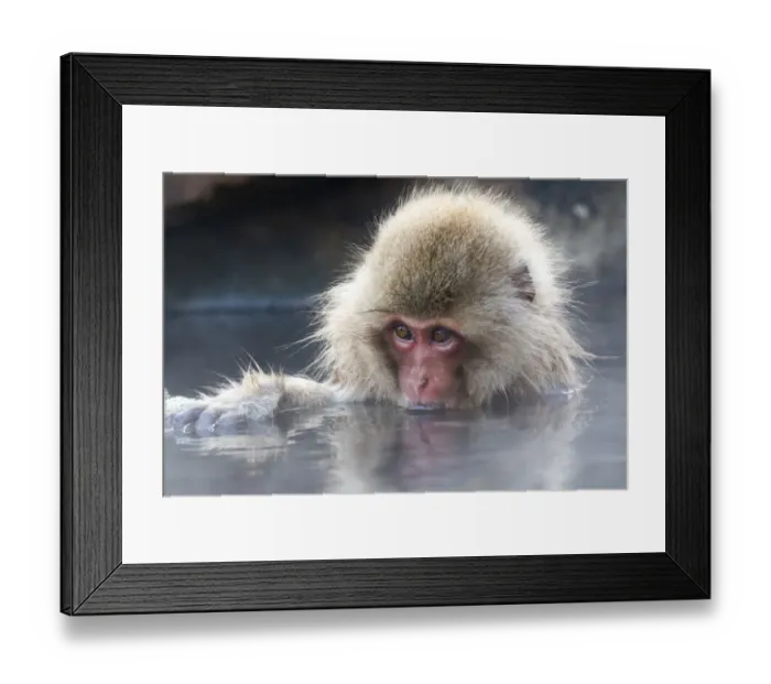 Framed Print : Asia, Japan, Nagano, Jigokudani Yaen Koen, Snow Monkey Park, Japanese macaque Framed Print : Asia, Japan, Nagano, Jigokudani Yaen Koen, Snow Monkey Park, Japanese macaque