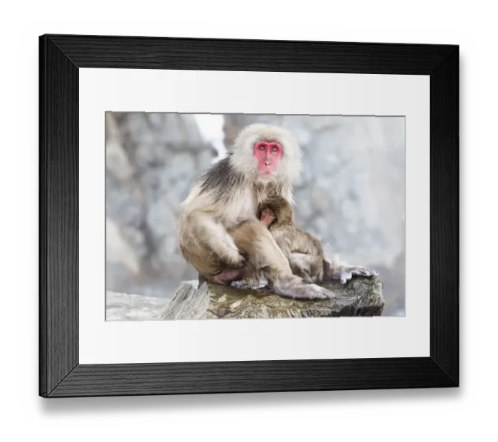Framed Print : Asia, Japan, Nagano, Jigokudani Yaen Koen, Snow Monkey Park, Japanese macaque