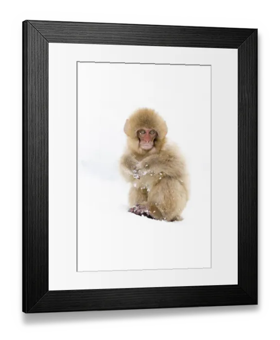 Framed Print : Asia, Japan, Nagano, Jigokudani Yaen Koen, Snow Monkey Park, Japanese macaque Framed Print : Asia, Japan, Nagano, Jigokudani Yaen Koen, Snow Monkey Park, Japanese macaque