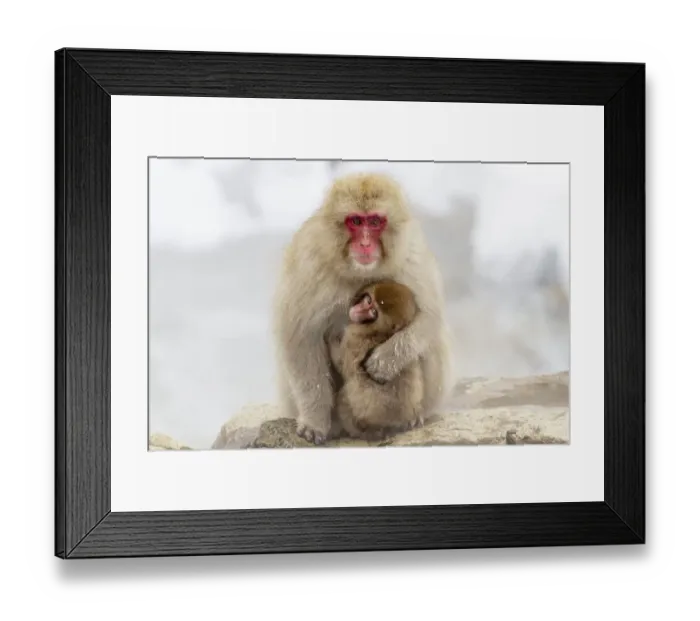 Framed Print : Asia, Japan, Nagano, Jigokudani Yaen Koen, Snow Monkey Park, Japanese macaque Framed Print : Asia, Japan, Nagano, Jigokudani Yaen Koen, Snow Monkey Park, Japanese macaque