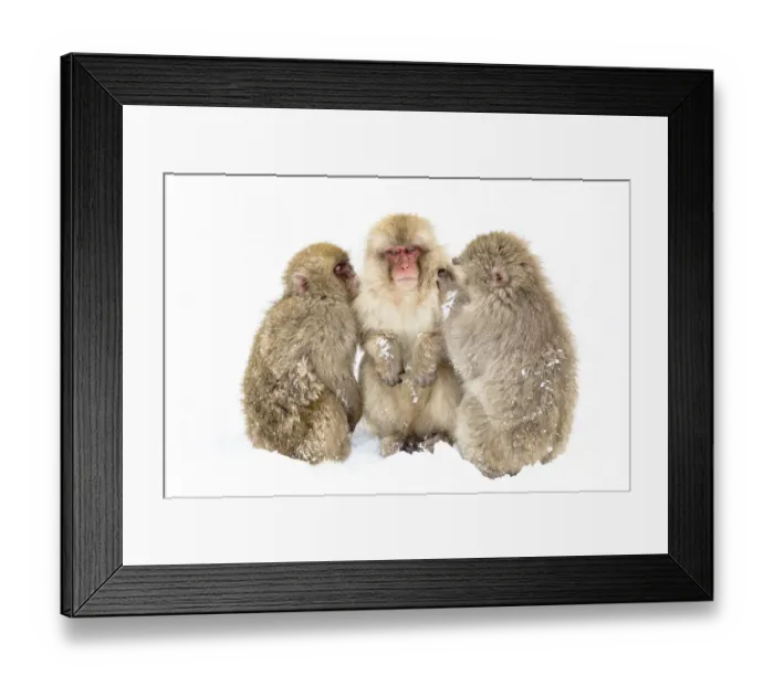 Framed Print : Asia, Japan, Nagano, Jigokudani Yaen Koen, Snow Monkey Park, Japanese macaque Framed Print : Asia, Japan, Nagano, Jigokudani Yaen Koen, Snow Monkey Park, Japanese macaque