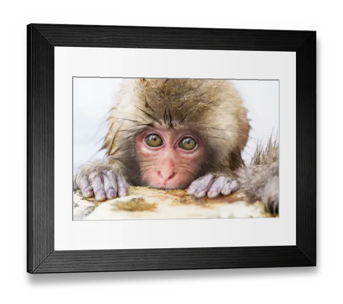 Framed Print : Asia, Japan, Nagano, Jigokudani Yaen Koen, Snow Monkey Park, Japanese macaque