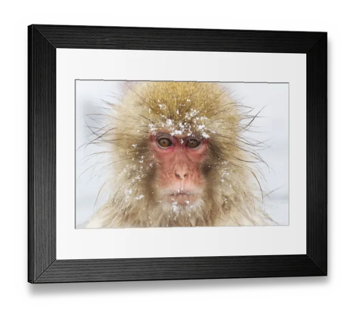 Framed Print : Asia, Japan, Nagano, Jigokudani Yaen Koen, Snow Monkey Park, Japanese macaque Framed Print : Asia, Japan, Nagano, Jigokudani Yaen Koen, Snow Monkey Park, Japanese macaque