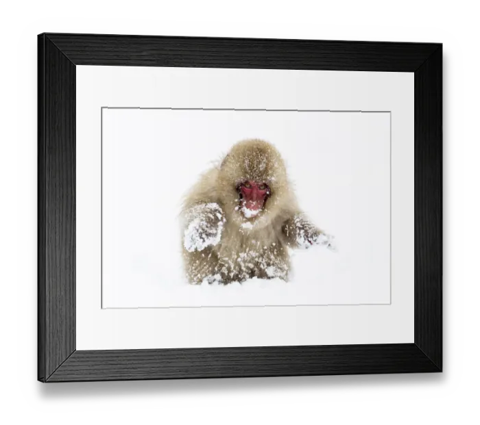 Framed Print : Asia, Japan, Nagano, Jigokudani Yaen Koen, Snow Monkey Park, Japanese macaque Framed Print : Asia, Japan, Nagano, Jigokudani Yaen Koen, Snow Monkey Park, Japanese macaque