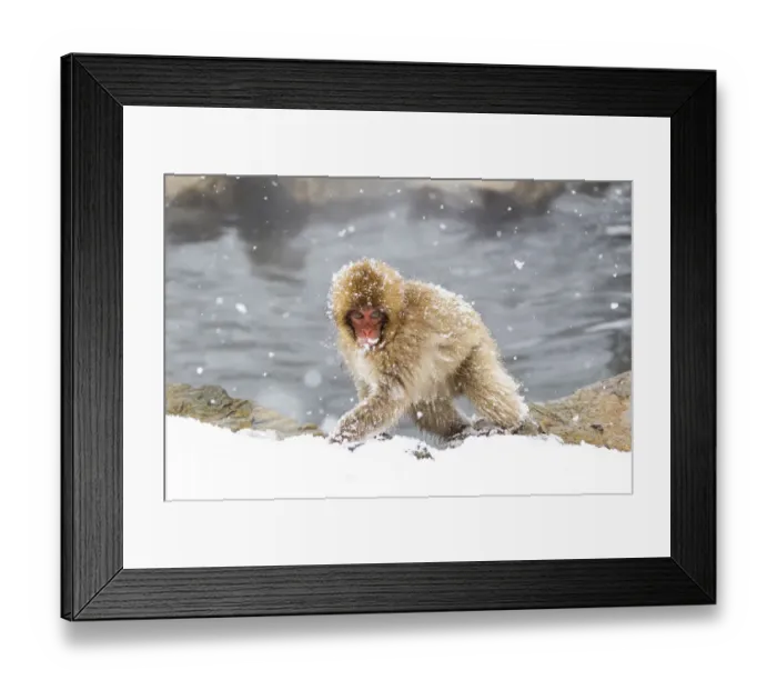 Framed Print : Asia, Japan, Nagano, Jigokudani Yaen Koen, Snow Monkey Park, Japanese macaque Framed Print : Asia, Japan, Nagano, Jigokudani Yaen Koen, Snow Monkey Park, Japanese macaque
