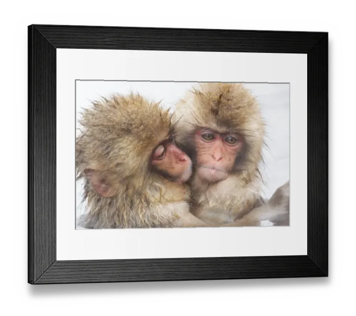 Framed Print : Asia, Japan, Nagano, Jigokudani Yaen Koen, Snow Monkey Park, Japanese macaque Framed Print : Asia, Japan, Nagano, Jigokudani Yaen Koen, Snow Monkey Park, Japanese macaque