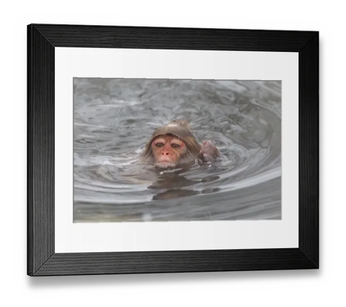 Framed Print : Asia, Japan, Nagano, Jigokudani Yaen Koen, Snow Monkey Park, Japanese macaque Framed Print : Asia, Japan, Nagano, Jigokudani Yaen Koen, Snow Monkey Park, Japanese macaque