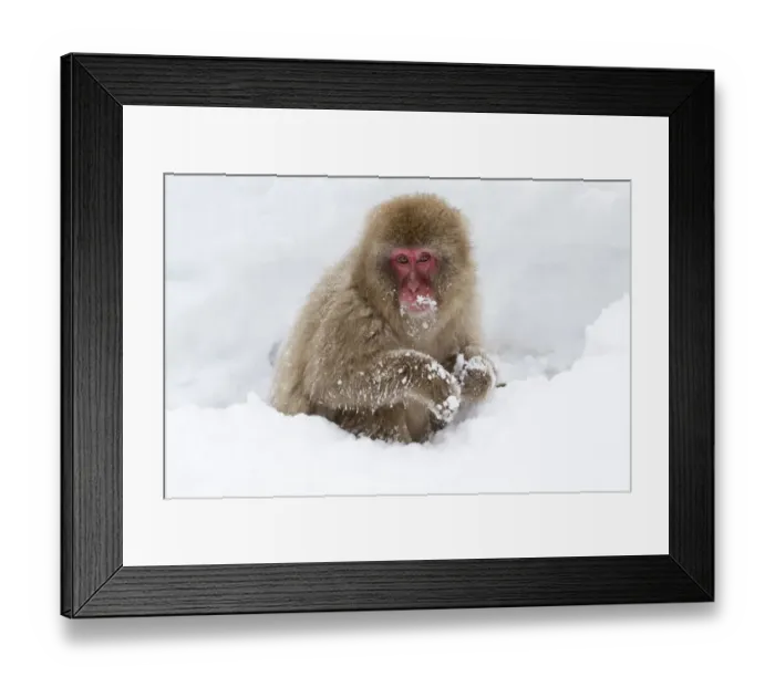 Framed Print : Asia, Japan, Nagano, Jigokudani Yaen Koen, Snow Monkey Park, Japanese macaque Framed Print : Asia, Japan, Nagano, Jigokudani Yaen Koen, Snow Monkey Park, Japanese macaque