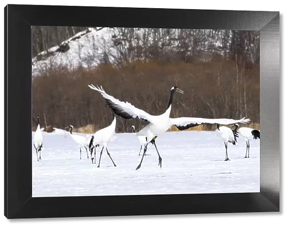 Asia, Japan, Hokkaido, Kushiro, Tsuri-Ito Rec-crowned Crane Sanctuary