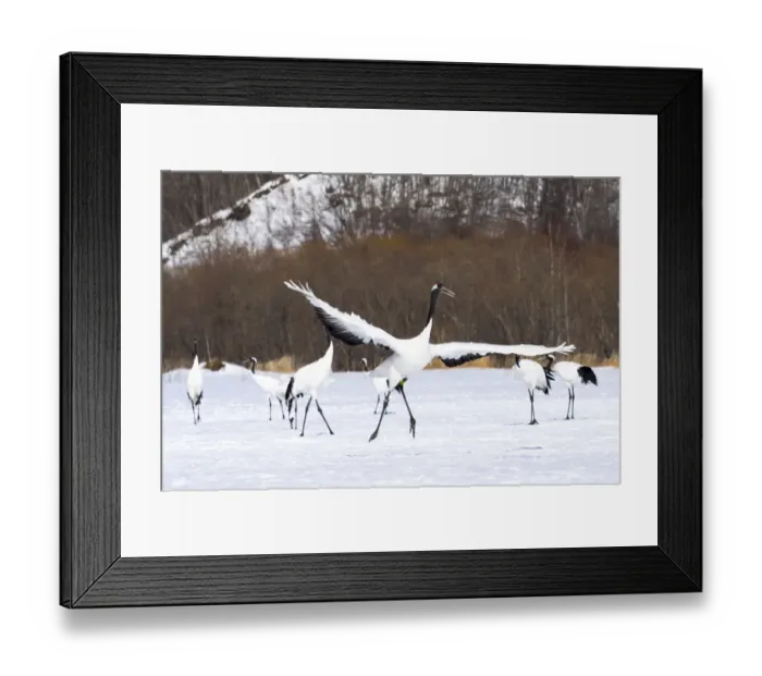 Framed Print : Asia, Japan, Hokkaido, Kushiro, Tsuri-Ito Rec-crowned Crane Sanctuary Framed Print : Asia, Japan, Hokkaido, Kushiro, Tsuri-Ito Rec-crowned Crane Sanctuary