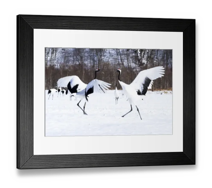 Framed Print : Asia, Japan, Hokkaido, Kushiro, Tsuri-Ito Rec-crowned Crane Sanctuary, Tancho Sanctuary Framed Print : Asia, Japan, Hokkaido, Kushiro, Tsuri-Ito Rec-crowned Crane Sanctuary, Tancho Sanctuary