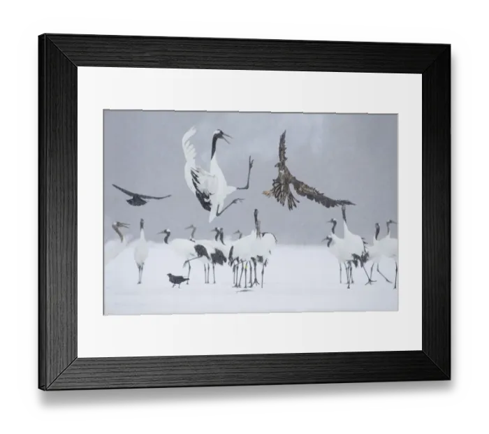 Framed Print : Asia, Japan, Hokkaido, Kushiro, Akan International Crane Center, red-crowned crane Framed Print : Asia, Japan, Hokkaido, Kushiro, Akan International Crane Center, red-crowned crane