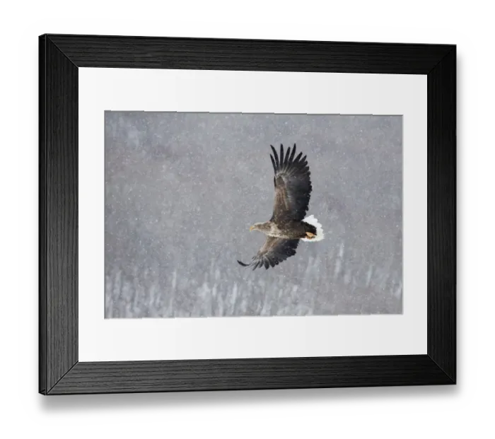 Framed Print : Asia, Japan, Hokkaido, Kushiro, Akan International Crane Center, white-tailed eagle