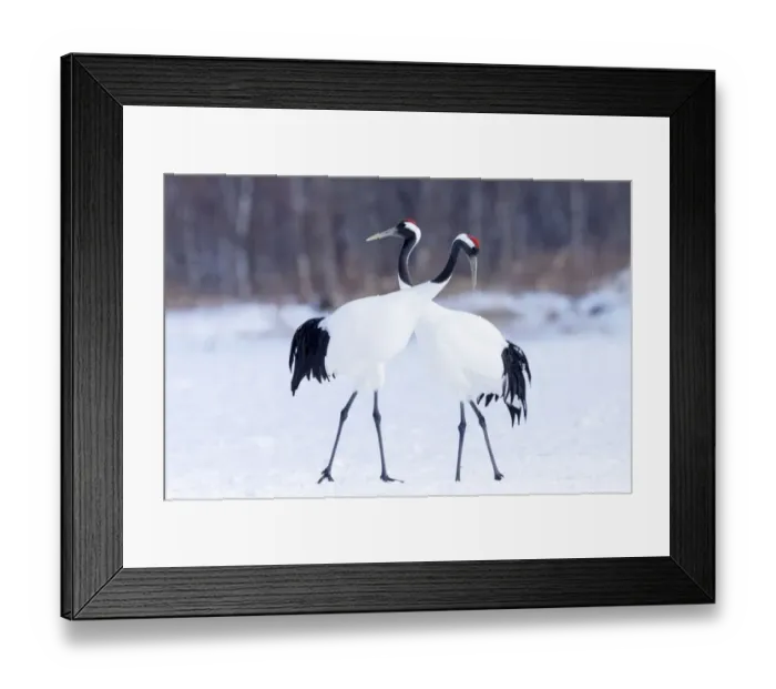 Framed Print : Asia, Japan, Hokkaido, Kushiro, Akan International Crane Center, red-crowned crane Framed Print : Asia, Japan, Hokkaido, Kushiro, Akan International Crane Center, red-crowned crane