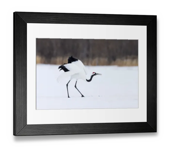 Framed Print : Asia, Japan, Hokkaido, Kushiro, Akan International Crane Center, red-crowned crane Framed Print : Asia, Japan, Hokkaido, Kushiro, Akan International Crane Center, red-crowned crane