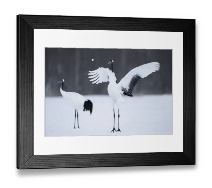Framed Print : Asia, Japan, Hokkaido, Kushiro, Akan International Crane Center, red-crowned crane Framed Print : Asia, Japan, Hokkaido, Kushiro, Akan International Crane Center, red-crowned crane