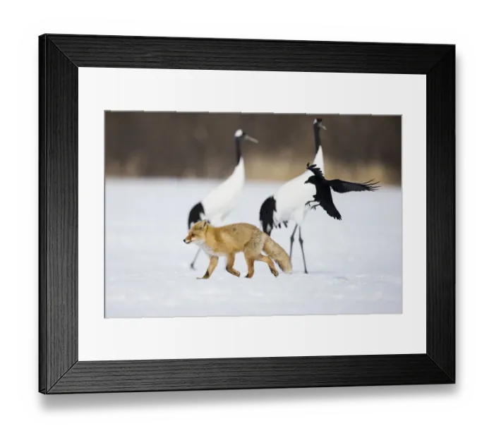 Framed Print : Asia, Japan, Hokkaido, Kushiro, Akan International Crane Center, Japanese red fox Framed Print : Asia, Japan, Hokkaido, Kushiro, Akan International Crane Center, Japanese red fox