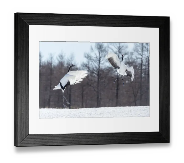 Framed Print : Asia, Japan, Hokkaido, Tsuri-Ito, Tancho Sanctuary, red-crowned crane, Grus japonensis