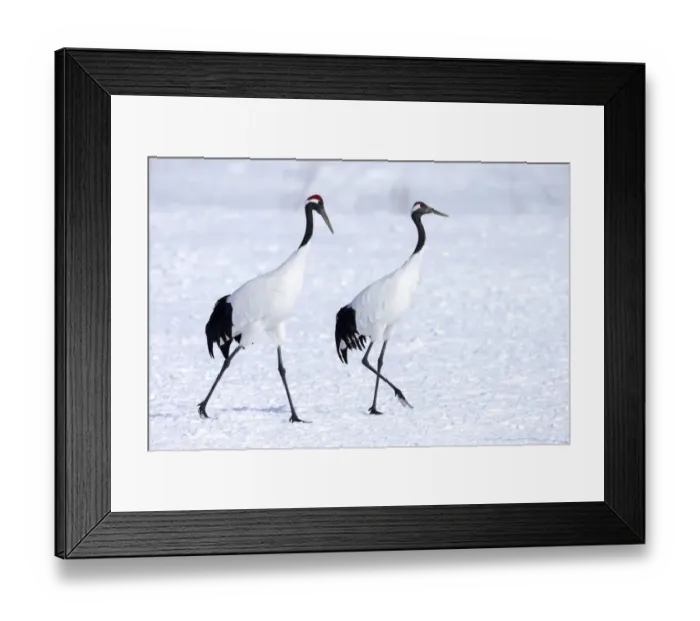Framed Print : Asia, Japan, Hokkaido, Kushiro, Akan International Crane Center, red-crowned crane