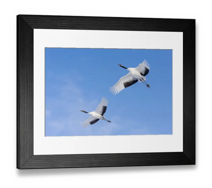 Framed Print : Asia, Japan, Hokkaido, Kushiro, Akan International Crane Center, red-crowned crane