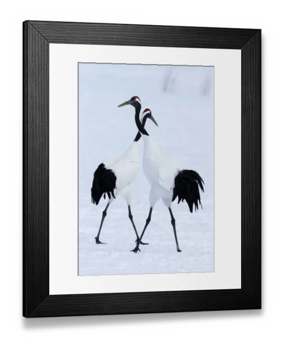Framed Print : Asia, Japan, Hokkaido, Kushiro, Akan International Crane Center, red-crowned crane Framed Print : Asia, Japan, Hokkaido, Kushiro, Akan International Crane Center, red-crowned crane
