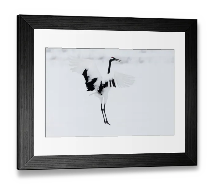 Framed Print : Asia, Japan, Hokkaido, Kushiro, Akan International Crane Center, red-crowned crane Framed Print : Asia, Japan, Hokkaido, Kushiro, Akan International Crane Center, red-crowned crane