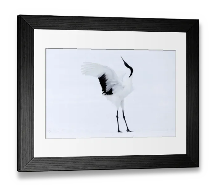 Framed Print : Asia, Japan, Hokkaido, Kushiro, Akan International Crane Center, red-crowned crane
