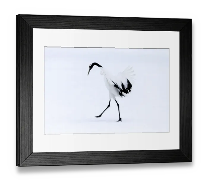 Framed Print : Asia, Japan, Hokkaido, Kushiro, Akan International Crane Center, red-crowned crane Framed Print : Asia, Japan, Hokkaido, Kushiro, Akan International Crane Center, red-crowned crane