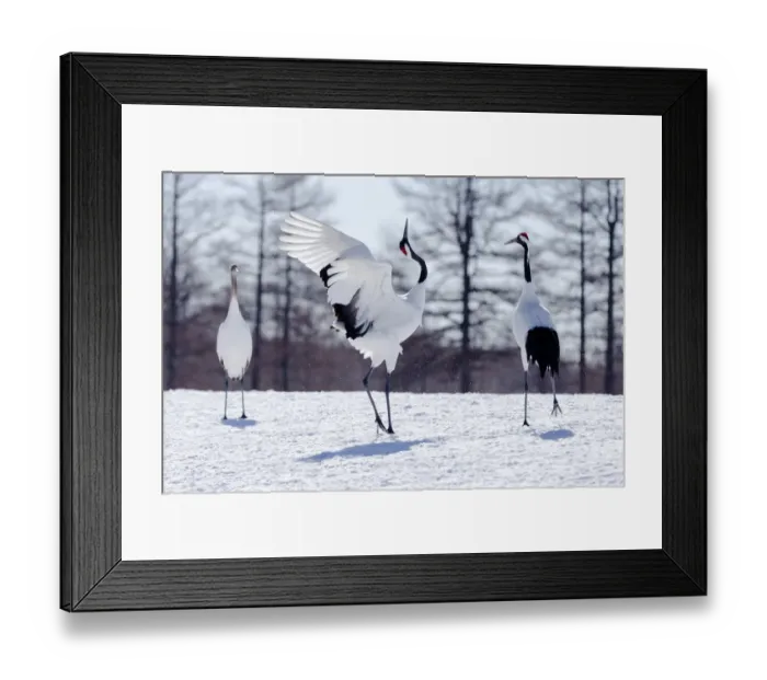 Framed Print : Asia, Japan, Hokkaido, Kushiro, Tsuri-Ito Red-crowned Crane Sanctuary, red-crowned crane Framed Print : Asia, Japan, Hokkaido, Kushiro, Tsuri-Ito Red-crowned Crane Sanctuary, red-crowned crane