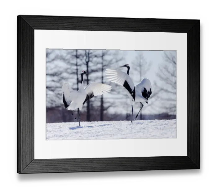 Framed Print : Asia, Japan, Hokkaido, Kushiro, Tsuri-Ito Red-crowned Crane Sanctuary, red-crowned crane