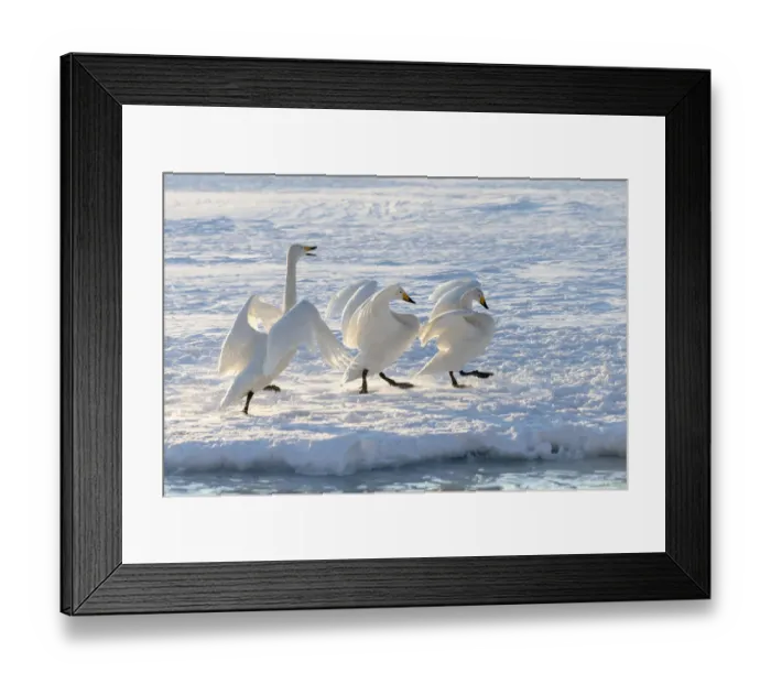 Framed Print : Asia, Japan, Hokkaido, Lake Kussharo, whooper swan, Cygnus cygnus Framed Print : Asia, Japan, Hokkaido, Lake Kussharo, whooper swan, Cygnus cygnus