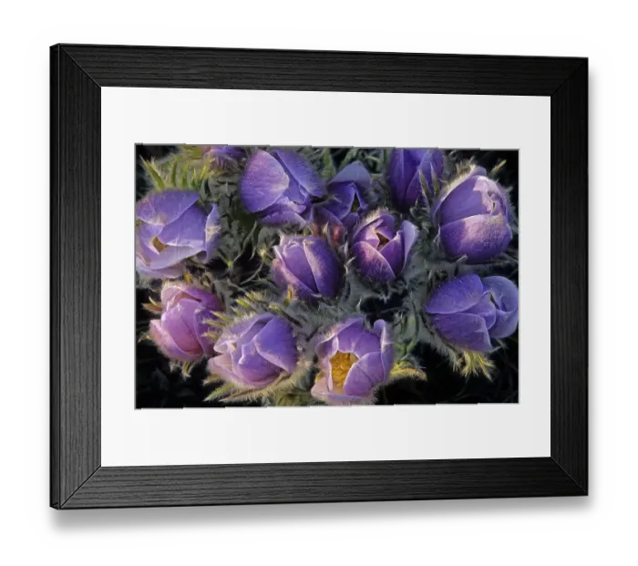 Framed Print : Canada, Manitoba, Sandilands Provincial Forest. Prairie crocus flowers close-up Framed Print : Canada, Manitoba, Sandilands Provincial Forest. Prairie crocus flowers close-up