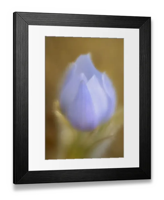 Framed Print : Canada, Manitoba, Winnipeg. Close-up of prairie crocus flower Framed Print : Canada, Manitoba, Winnipeg. Close-up of prairie crocus flower
